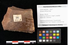 Foto (Objekt + Etikett) von Sphaeria effossa Heer (NHMW-GEO-2024-0188-0036)